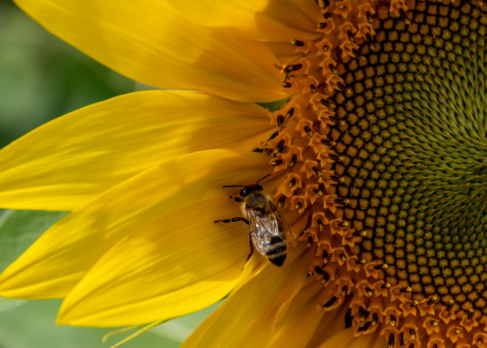 Houden bijen van zonnebloemen? Onthulling van de geheime affaire tussen deze wonderen