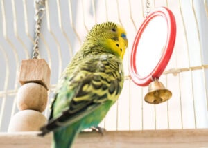 Hoe intelligent is jouw vogel? (Hoe weet je dat, Top 10 slimme vogels + trainingstips)