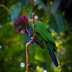 Top 10 Zeldzaamste Gezelschapsvogels - Maak kennis met de meest exotische vogelsoorten