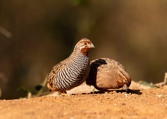 Top 5 Beste Voeders voor Kwartels - Een Handige Koopgids 2021