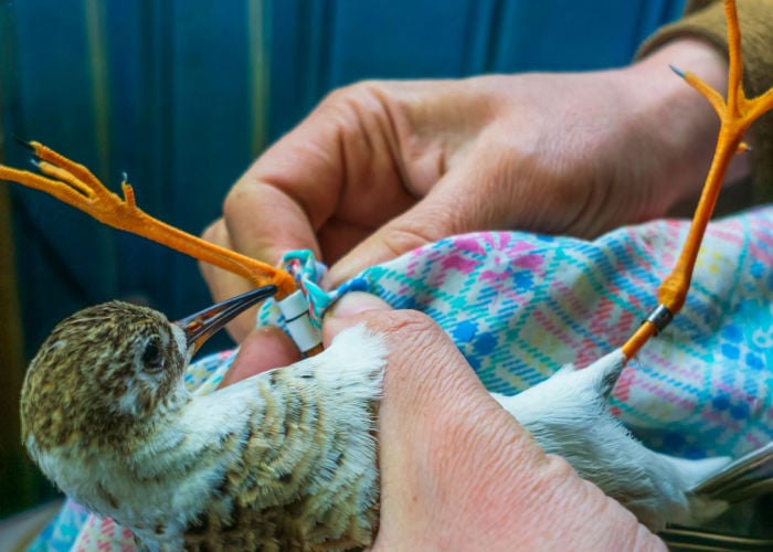 Een vogelband lezen - een handige gids