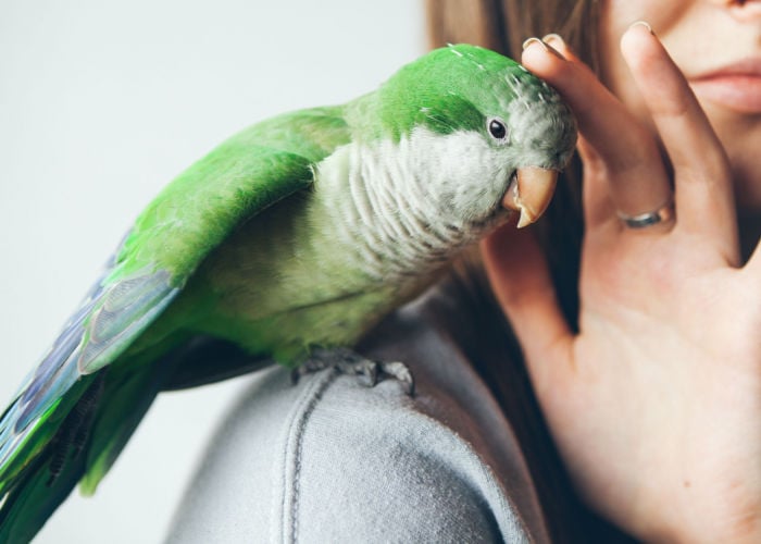 30 manieren om uw vogel te vermaken