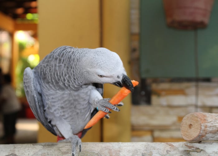 Groenten en fruit voor vogels: wat uw huisdier wel en niet mag eten