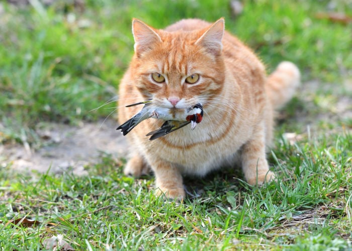 Vogels en andere huisdieren - Is het veilig voor vogels om bij andere huisdieren te zijn?