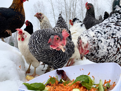 Kunnen kippen gedroogde veenbessen eten?