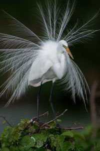 Vogels fotograferen: tips, trucs en uitrusting