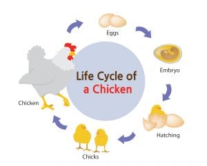 Verwerking van kippen 101: Wanneer je kippen slachten, stappen en apparatuur