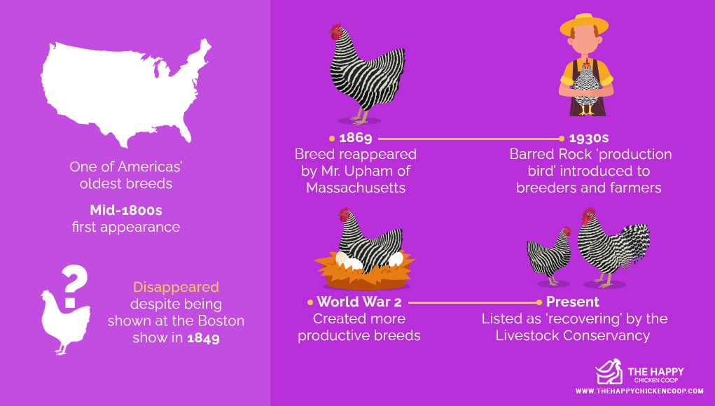 Barred Rock Kippen: compleet rassenprofiel