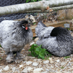 Blauwgevlamde rode Wyandotte: Eiproductie, temperament en meer...