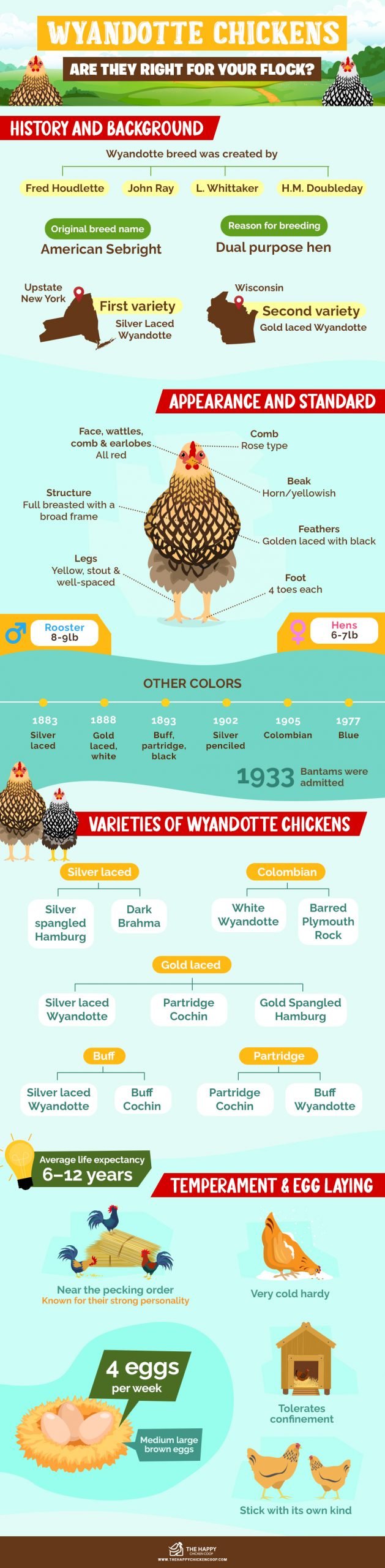 Wyandotte-kippen: zijn ze geschikt voor uw koppel?