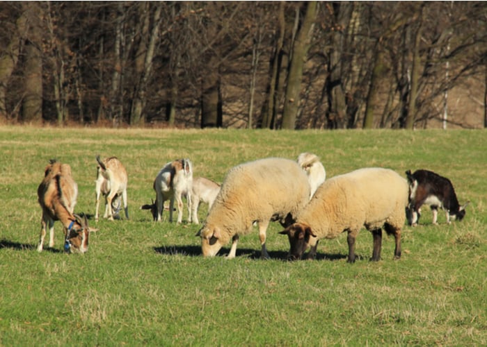 Geiten vs. schapen houden - Wat is beter om te houden?