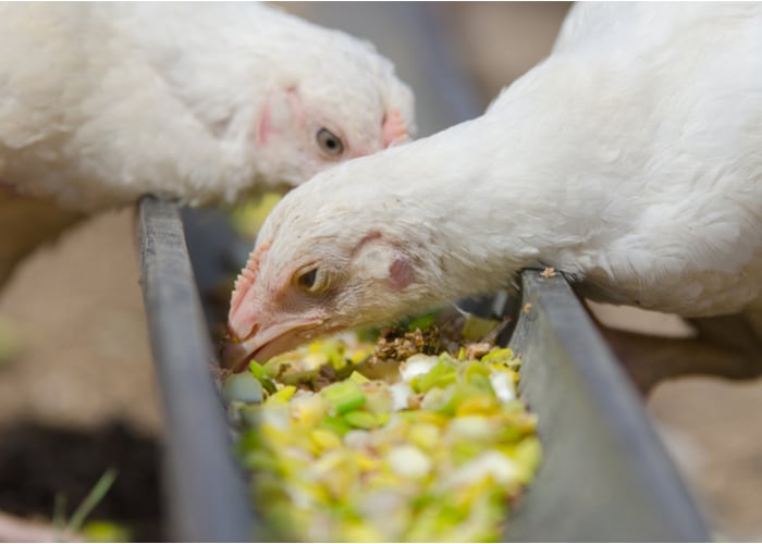 10 Belangrijkste ingrediënten in voer voor boerderijdieren