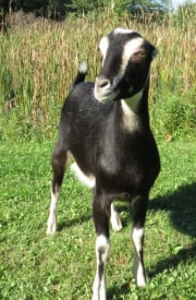 LaMancha Geit: Is deze oorloze geit het juiste ras voor jou?