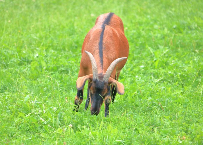 Oberhasli geiten: de eigenschappen van het Zwitserse melkras en meer