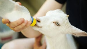 Babygeiten van moeder scheiden