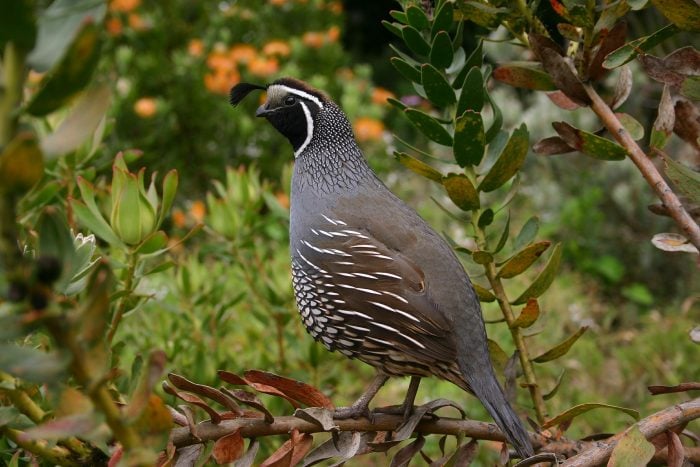 Kwartels kweken voor de jacht en de sport