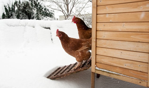 Hoofdstuk drie: Hoe je kippen goed voeren tijdens de winter